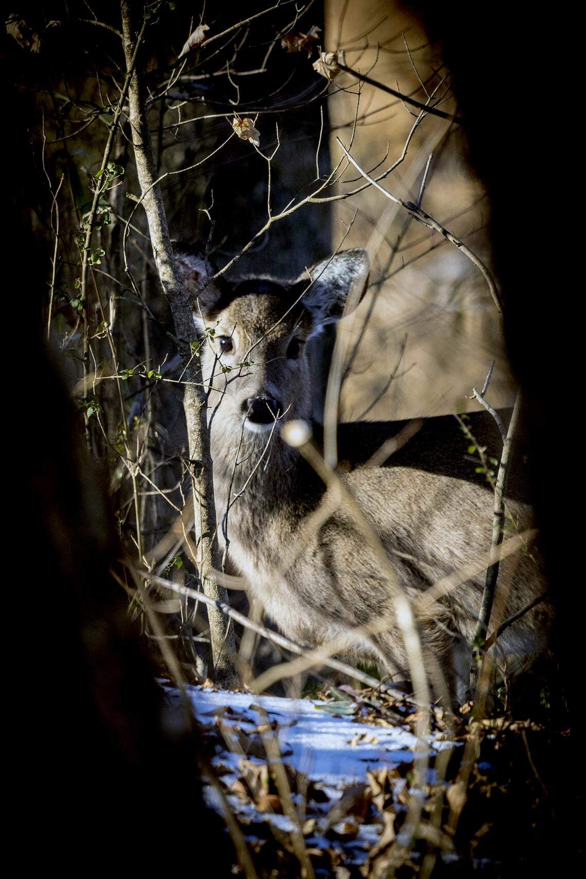 A fawn walks along Crabtree Creek Trail in Raleigh on Tuesday, Jan. 27, 2026, as the morning sun begins to melt some snow that fell over the weekend.