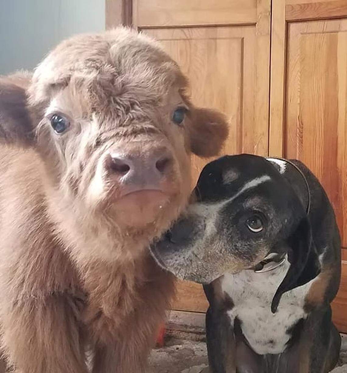 Baby James the highland cow.