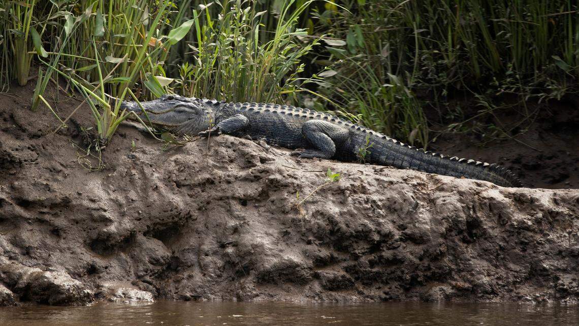 Savannah National Wildlife Refuge on Thursday, June 24, 2021. The refuge is a freshwater tidal marsh.