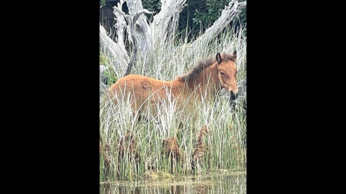 This foal was spotted by someone visiting the Outer Banks, leading to the discovery of a family on a remote sound island, officials say.