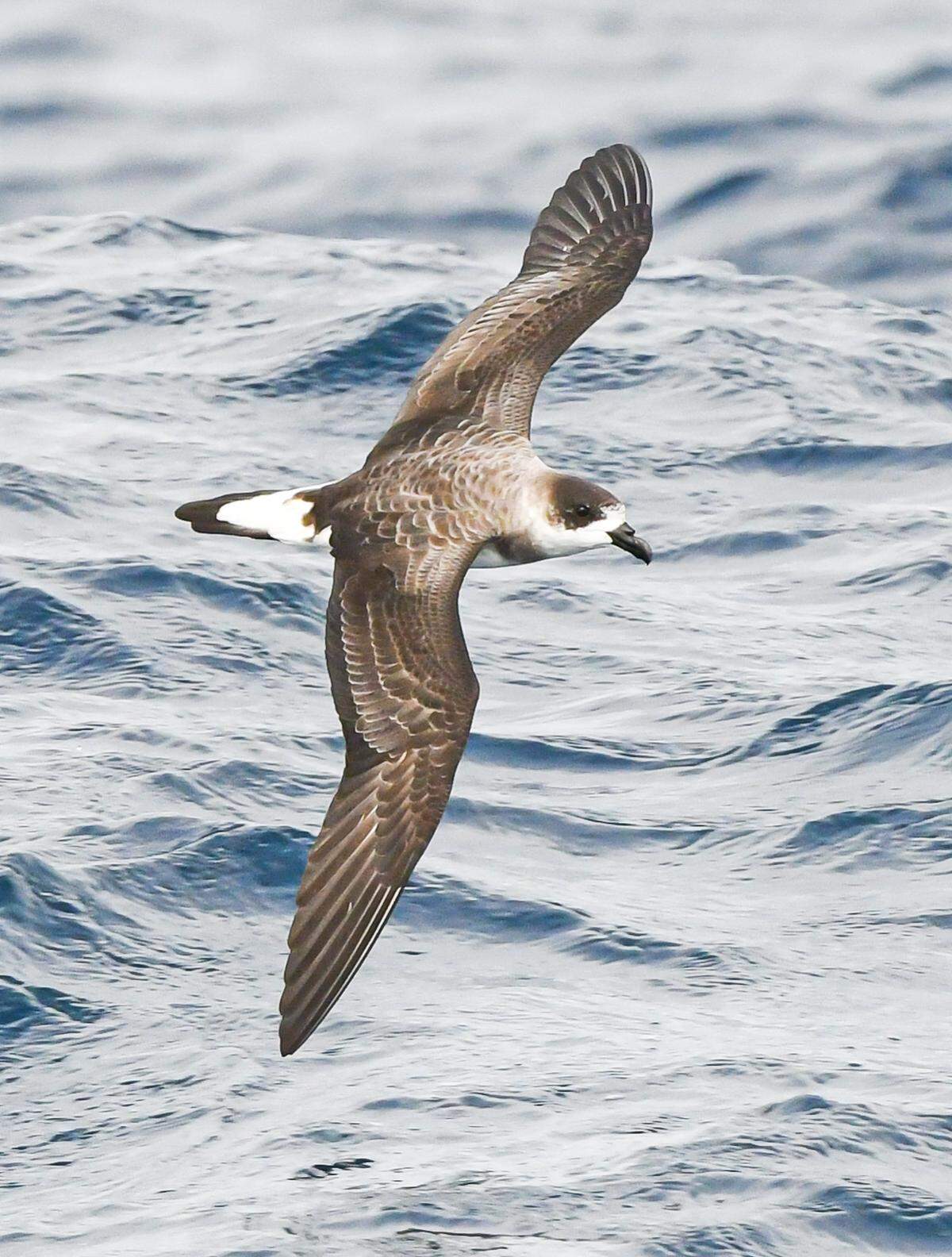 A Black-capped Petrel is seen on a seabirding trip off the coast of North Carolina, where the Outer Banks jut far out into the ocean at the same time as the Gulf Stream veers close to land. The birds, which include&nbsp;shearwaters, skuas and jaegers, are called pelagics.&nbsp;&nbsp;