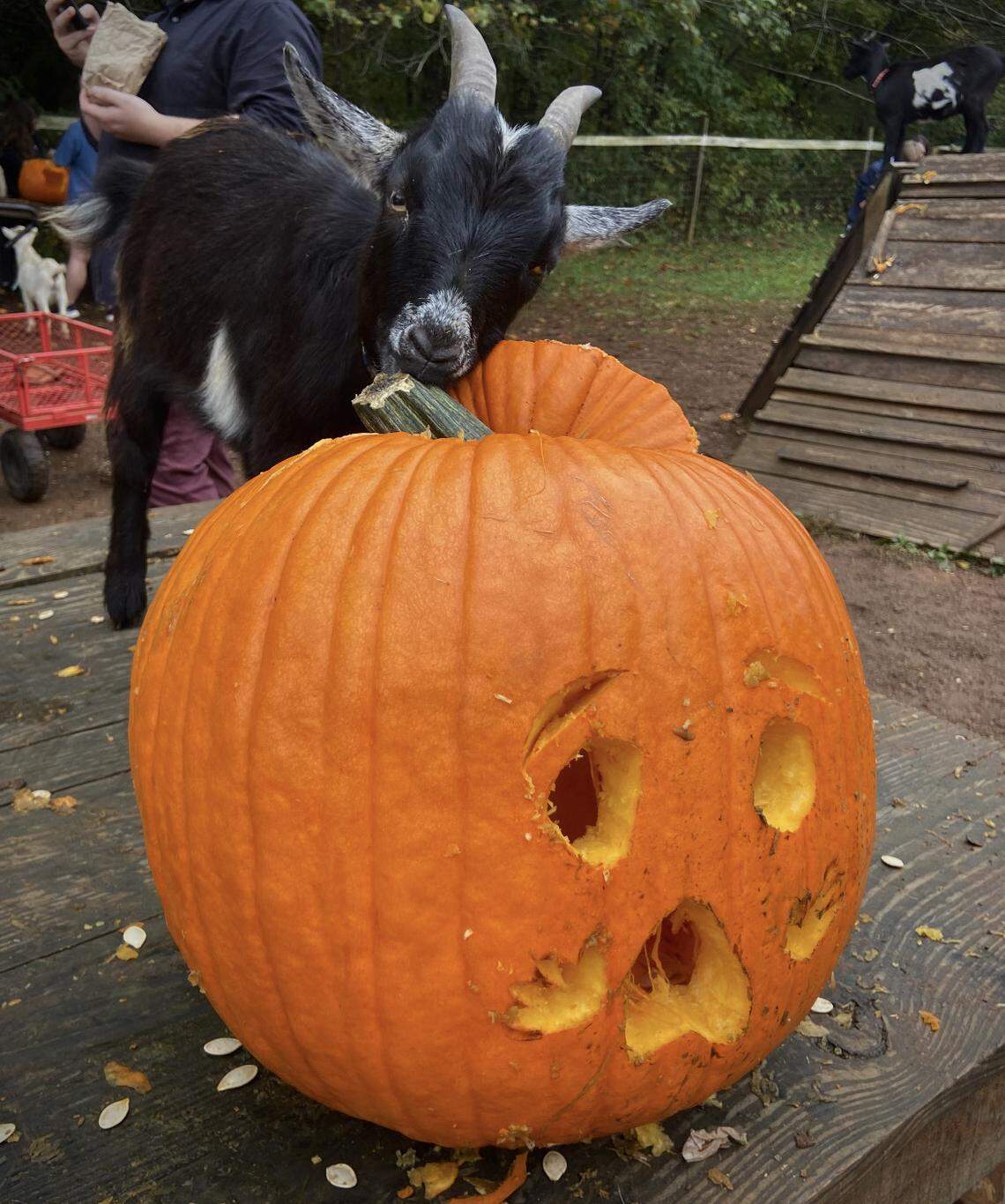 Pumpkin Carving with Goats at Spring Hill Farm in Chapel Hill, NC.