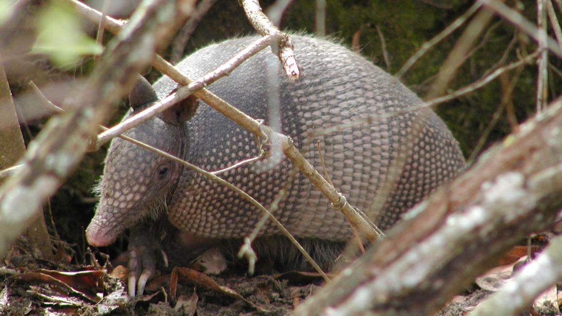 Armadillos in the Triangle? Yep, and the ‘tactical possums’ are here to stay