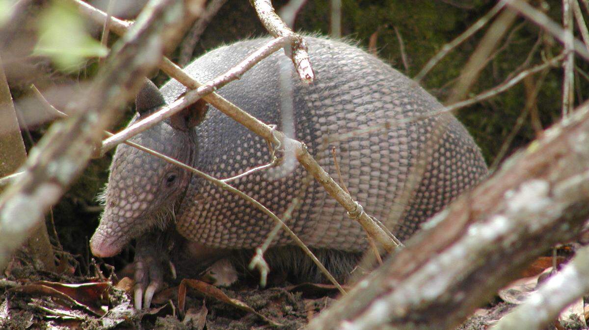 An armadillo spotted by a resident in North Carolina submitted to the North Carolina Wildlife Resources Commission