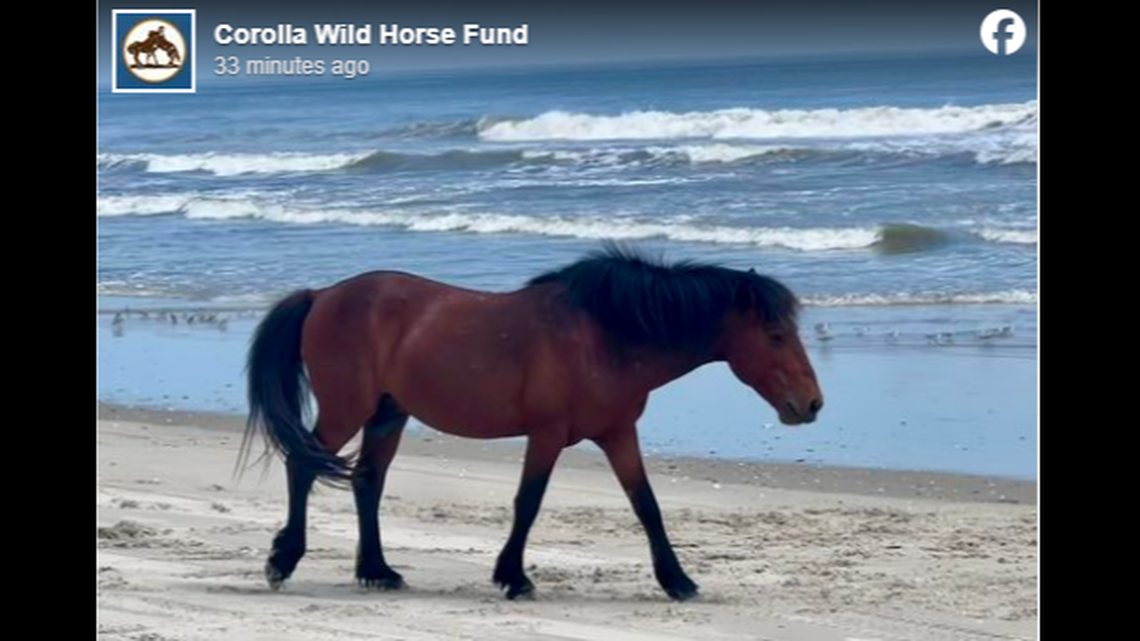 Bullwinkle, as he was known, suffered traumatic injuries when he was hit by a vehicle on a North Carolina beach around 11:30 p.m. on Friday, July 26, according to the Corolla Wild Horse Fund.