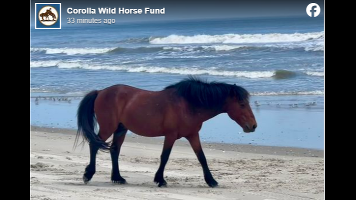 Bullwinkle, as he was known, suffered traumatic injuries when he was hit by a vehicle on a North Carolina beach around 11:30 p.m. on Friday, July 26, according to the Corolla Wild Horse Fund.