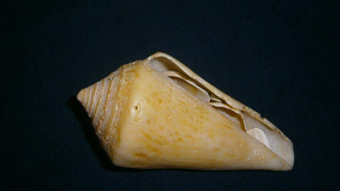 Do you recognize this shell? Park officials at Cape Lookout National Seashore are stumped by it.