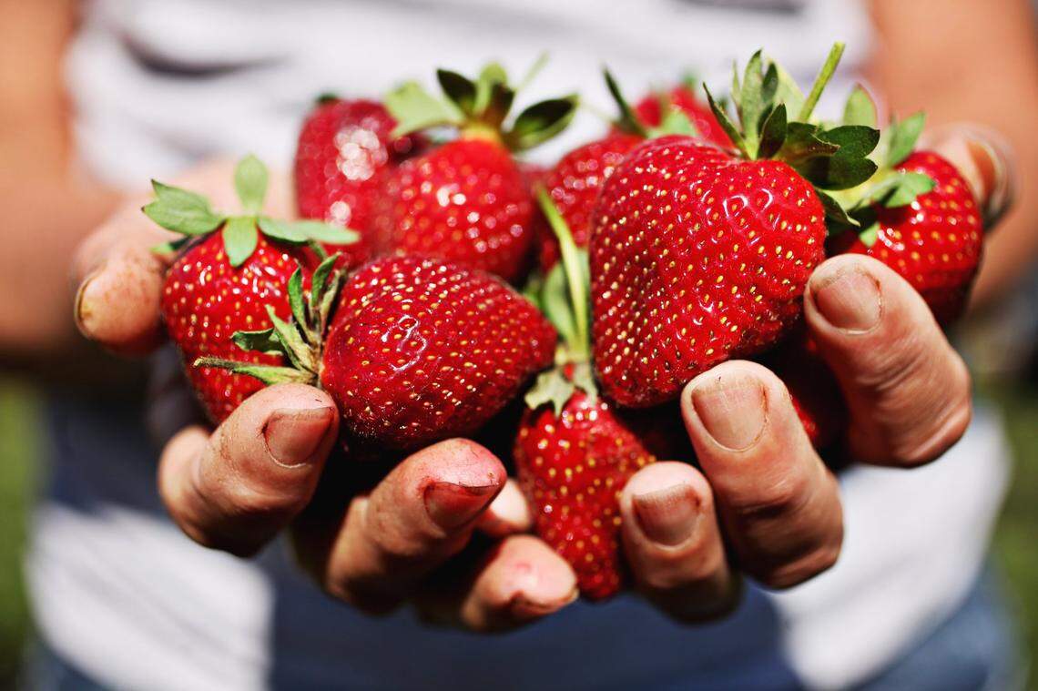 Farms around the Triangle are opening to the public for pick-your-own strawberry programs.