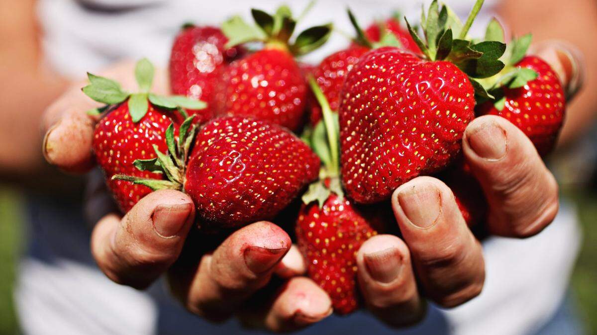 Farmer Karma Lee of Buckwheat Farm holds strawberries fresh off the vine at her Apex farm on Monday, May 16, 2016.