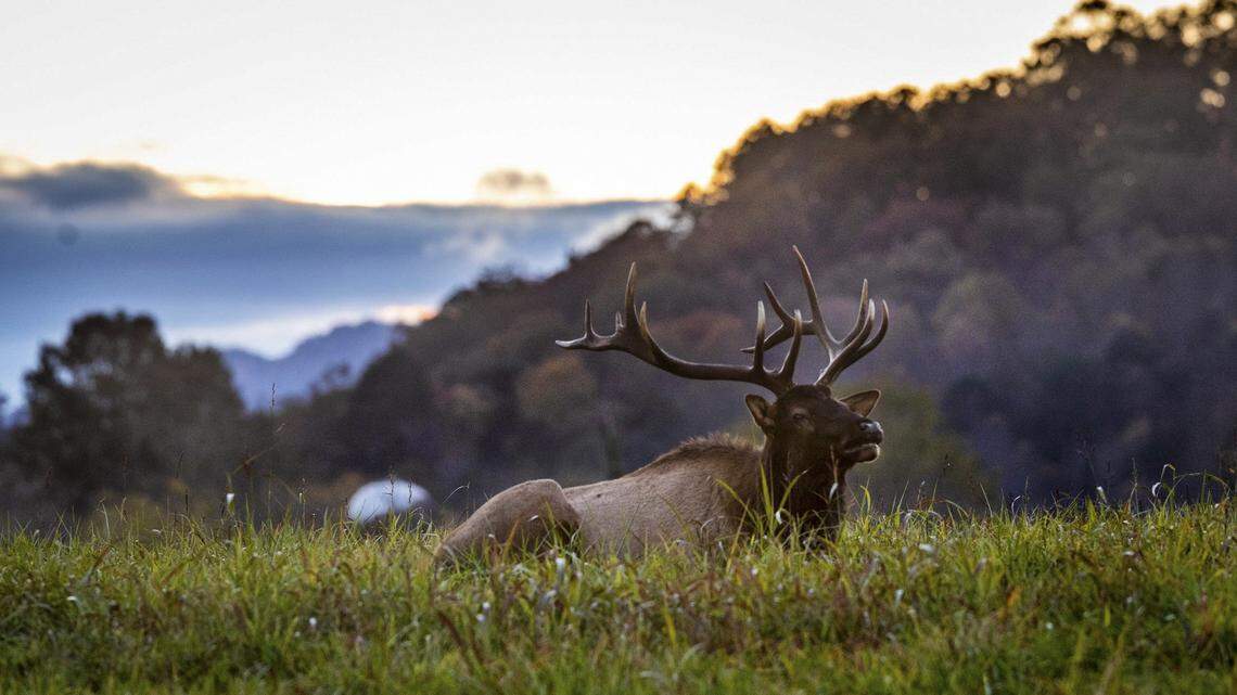 Bull elk were found decapitated in Spokane County, Washington wildlife officials said.