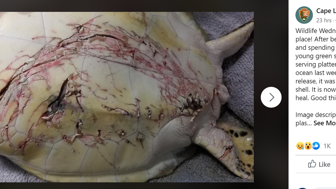 A sea turtle was bitten by a shark just days after it was released from rehab on the North Carolina coast.