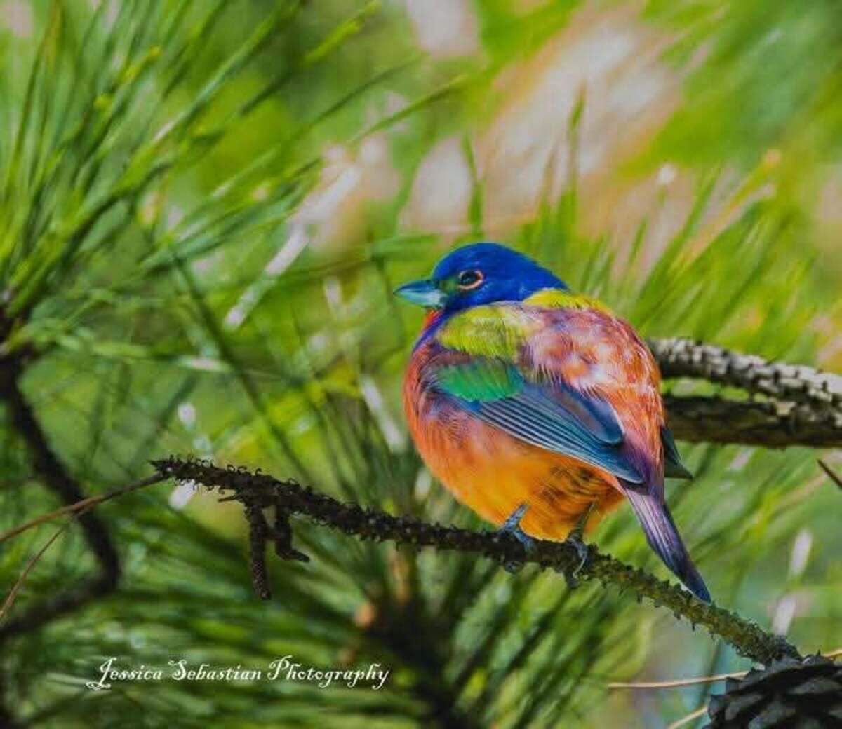 The annual visit of painted buntings to Dix Park in Raleigh