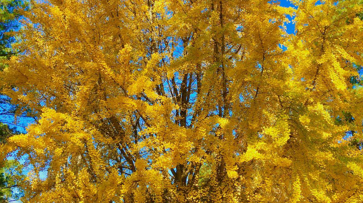 Reader Steve Swienckowski’s favorite tree in the Triangle is in Raleigh.