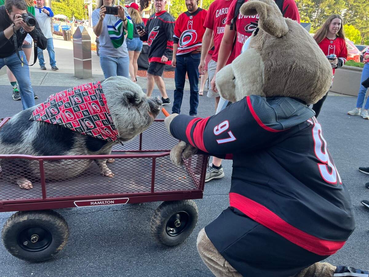 Carolina Hurricanes’ mascot, Stormy, feeds carrots to Hamilton the Pig outside PNC Arena before Game 7 of the second round of the Stanley Cup Playoffs against the New York Rangers on Monday, May 30, 2022.