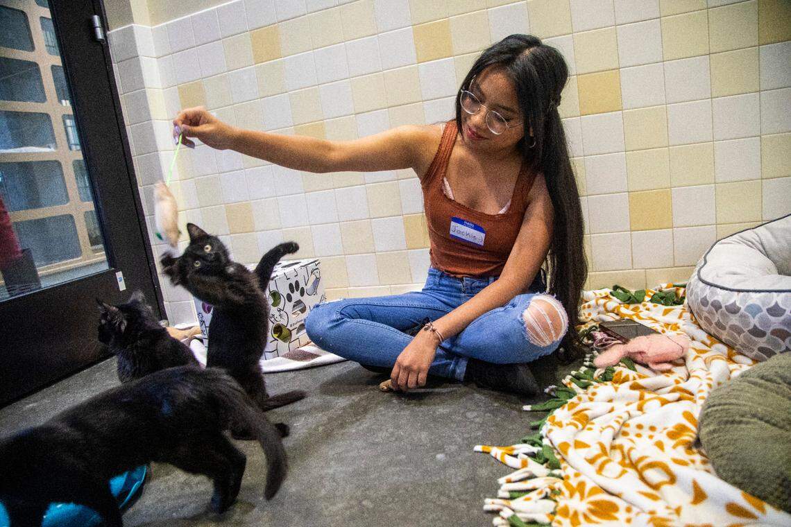 Volunteer Jacquelyn Estrada plays with some of the kittens available for adoption at Orange County Animal Services in Chapel Hill, Friday August 15, 2022.