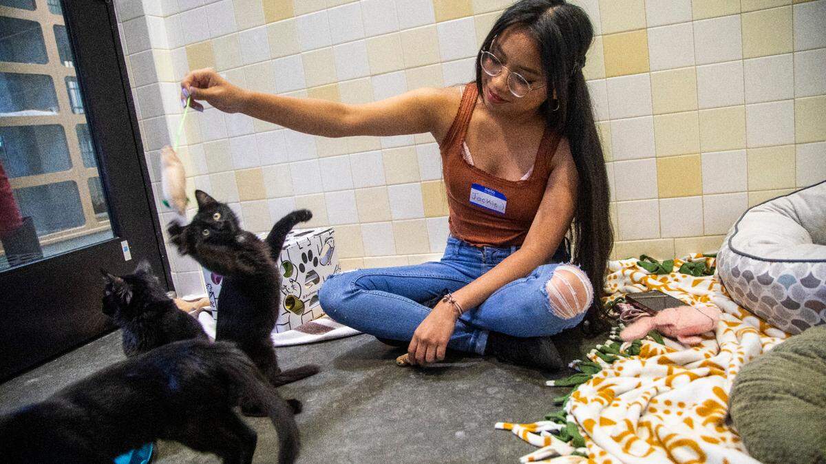 Here’s how animal shelter euthanasia rates compare across the Triangle