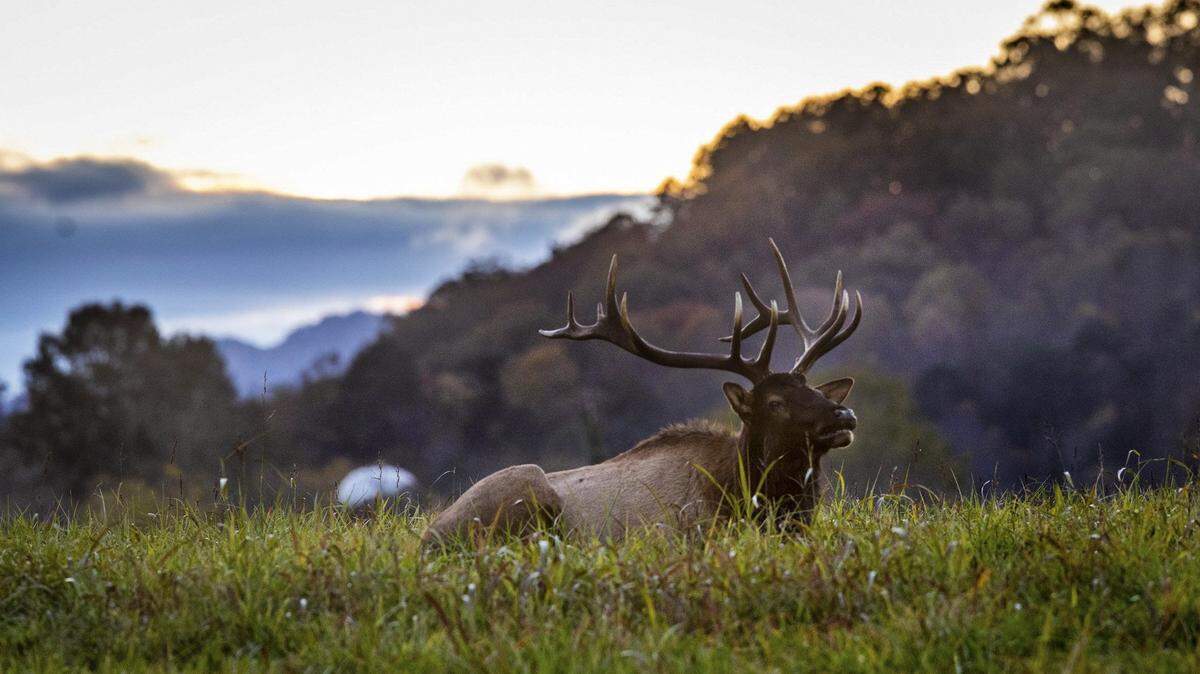A bull elk rests in a field at sunset at the Kituwah Farm near Bryson City Tuesday, Nov. 2, 2021. The farm, owned by the Eastern Band of Cherokee Indians, is considered the historical mother town and original settlement of the three federally recognized Cherokee tribes. After over hunting decimated native elk populations in the late 1700’s, the National Park Service reintroduced 52 elk into the Cataloochee area of the Great Smoky Mountain National Park in 2001 and 2002. Some of the elk wandered and established ranges outside the park’s boundaries according to the North Carolina Wildlife Resources Commission. An estimated 200 elk now live in the park and surrounding areas.