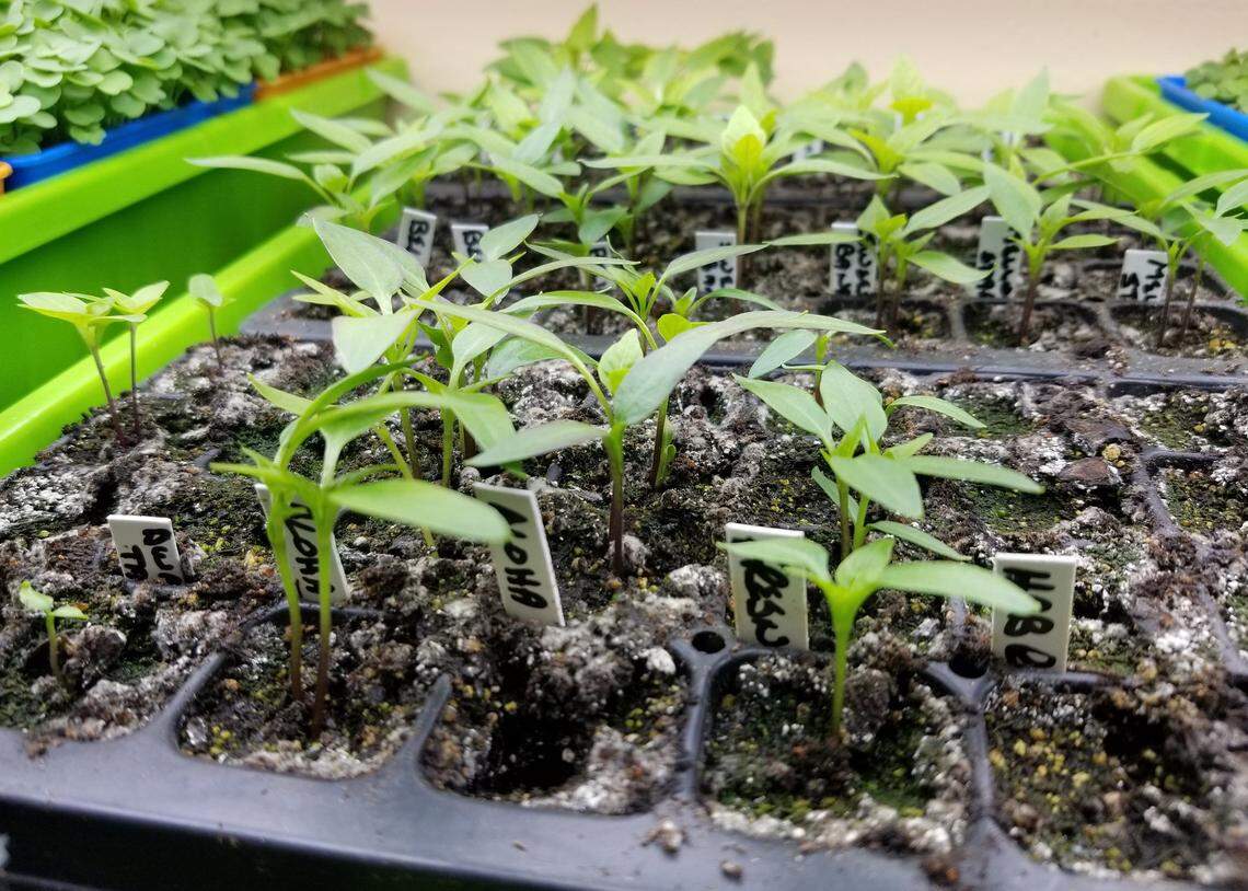 Instead of buying seedlings from your nursery every year, you can get a packet of seeds — which sometimes has dozens of seeds inside — and use it year after year until the seeds run out. (Photo by MSU Extension/Gary Bachman)