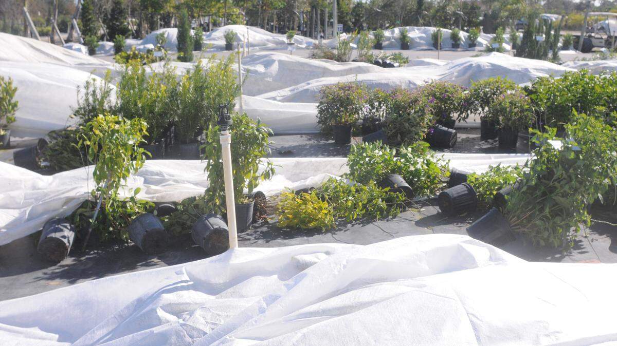 Protective blankets cover rows of plants in preparation for freezing temperatures.