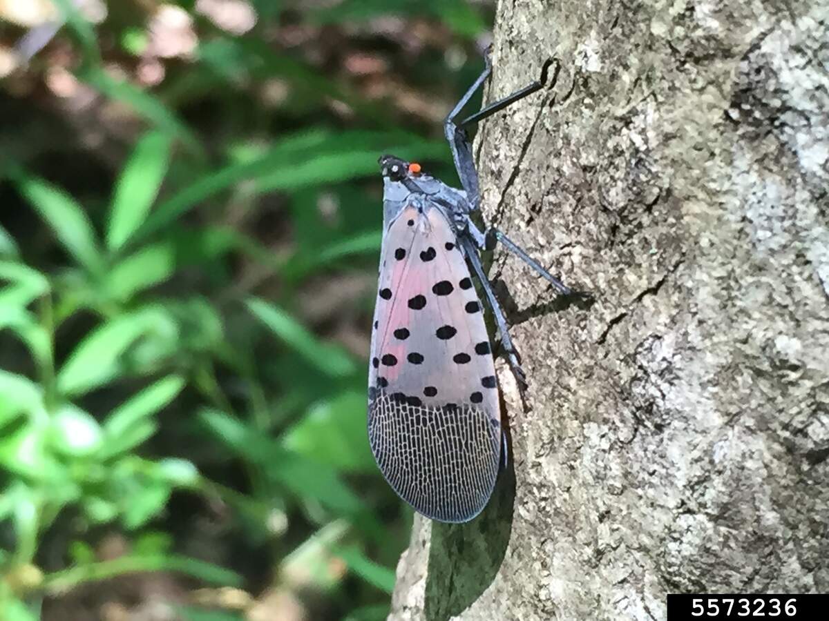 An adult spotted lanternfly.