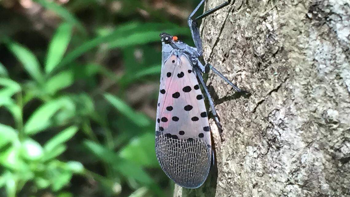 The spotted lanternfly poses a significant threat to Pennsylvania agriculture, experts warn.