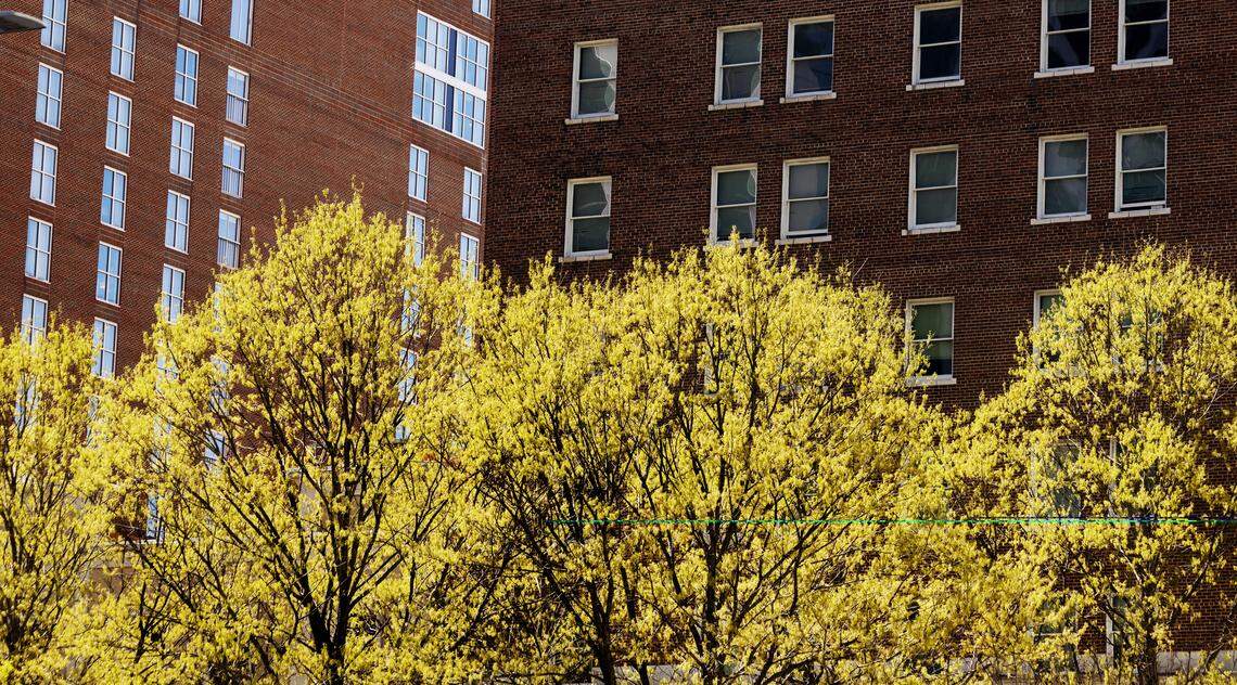 Sunlight illuminates trees along Raleigh’s Fayetteville Street as spring weather is bringing out the young leaves and buds across the Triangle.
