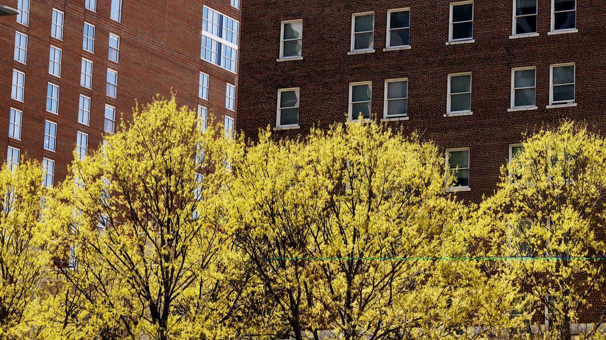 Sunlight illuminates trees along Raleigh’s Fayetteville Street.
