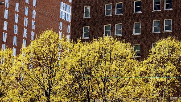 Raleigh wants to plant 24,000 trees by its 240th birthday. There’s a problem.