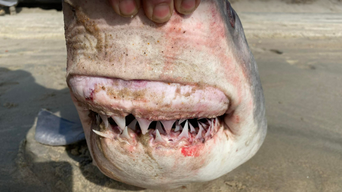 Dana Rose and her boyfriend Zack Culbertson told McClatchy News they found ​the carcass​ near Ramp 55 on Hatteras Island.