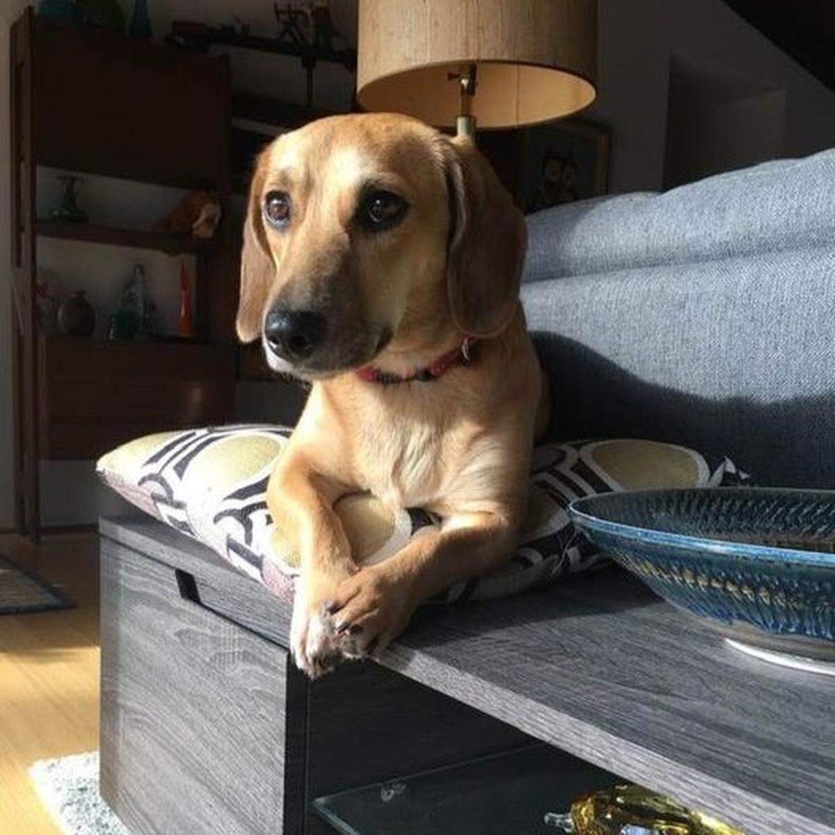 Marple was named a finalist in The News & Observer’s “cutest dog in the Triangle” contest in fall 2024.