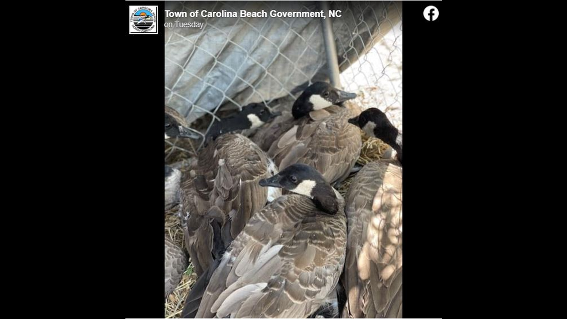 A screen grab of a Facebook post from the Town of Carolina beach shows the geese that suddenly became ill. Officials are investigating what happened.
