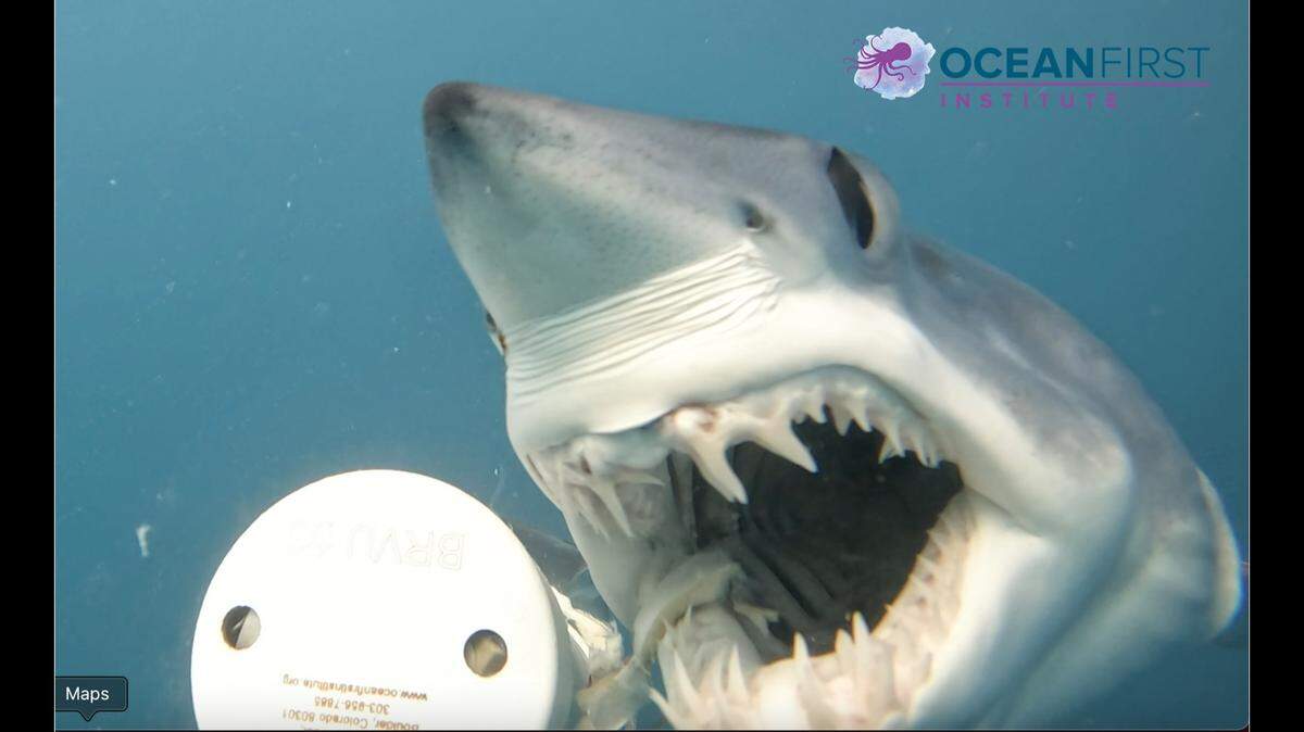 Check out the choppers on this mako shark. It was photographed this month off North Carolina by researchers studying white shark mating habits.