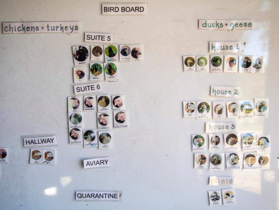 A white board maps out the names of birds at Piedmont Farm Animal Refuge in Pittsboro.