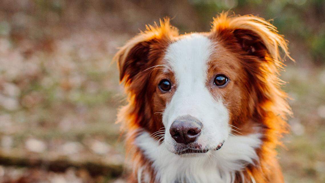 Blaze, a 4-year-old English Shepherd, was diagnosed with B cell lymphoma and was on the waitlist for a bone marrow transplant at N.C. State when the program was paused.