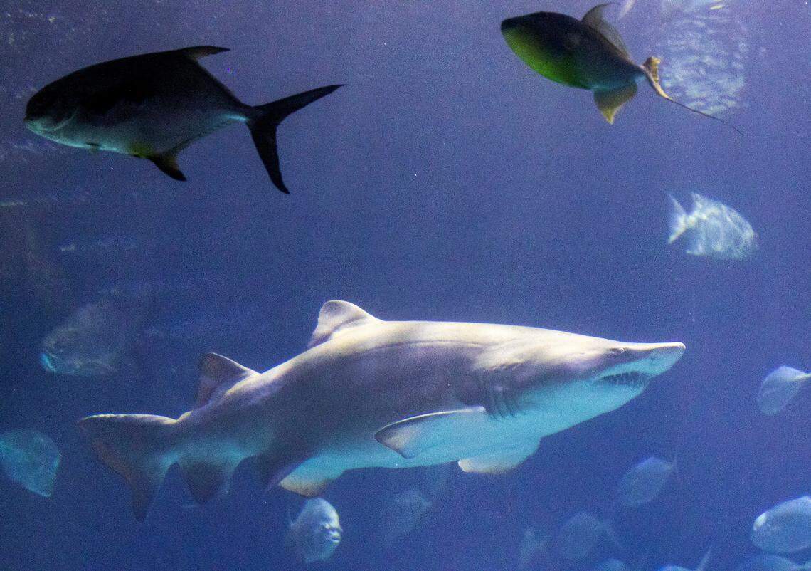 A variety of native marine life are on display at the North Carolina Aquarium at Fort Fisher.