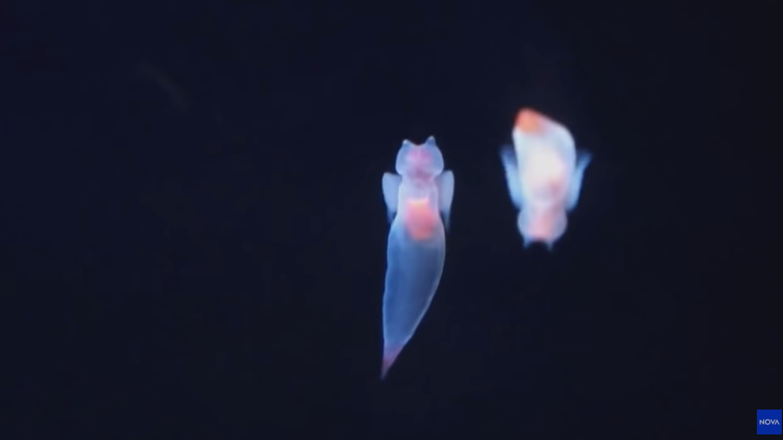 Sea butterflies, known as the ‘flying’ snails of the sea, pack a mean punch and may bring pain to beachgoers at Emerald Isle beach, officials said Monday.. NOVA SCREEN GRAB