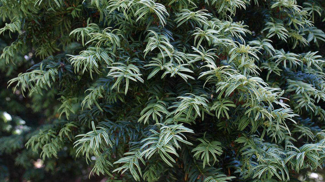 Japanese Yew is cultivated as an ornamental shrub.