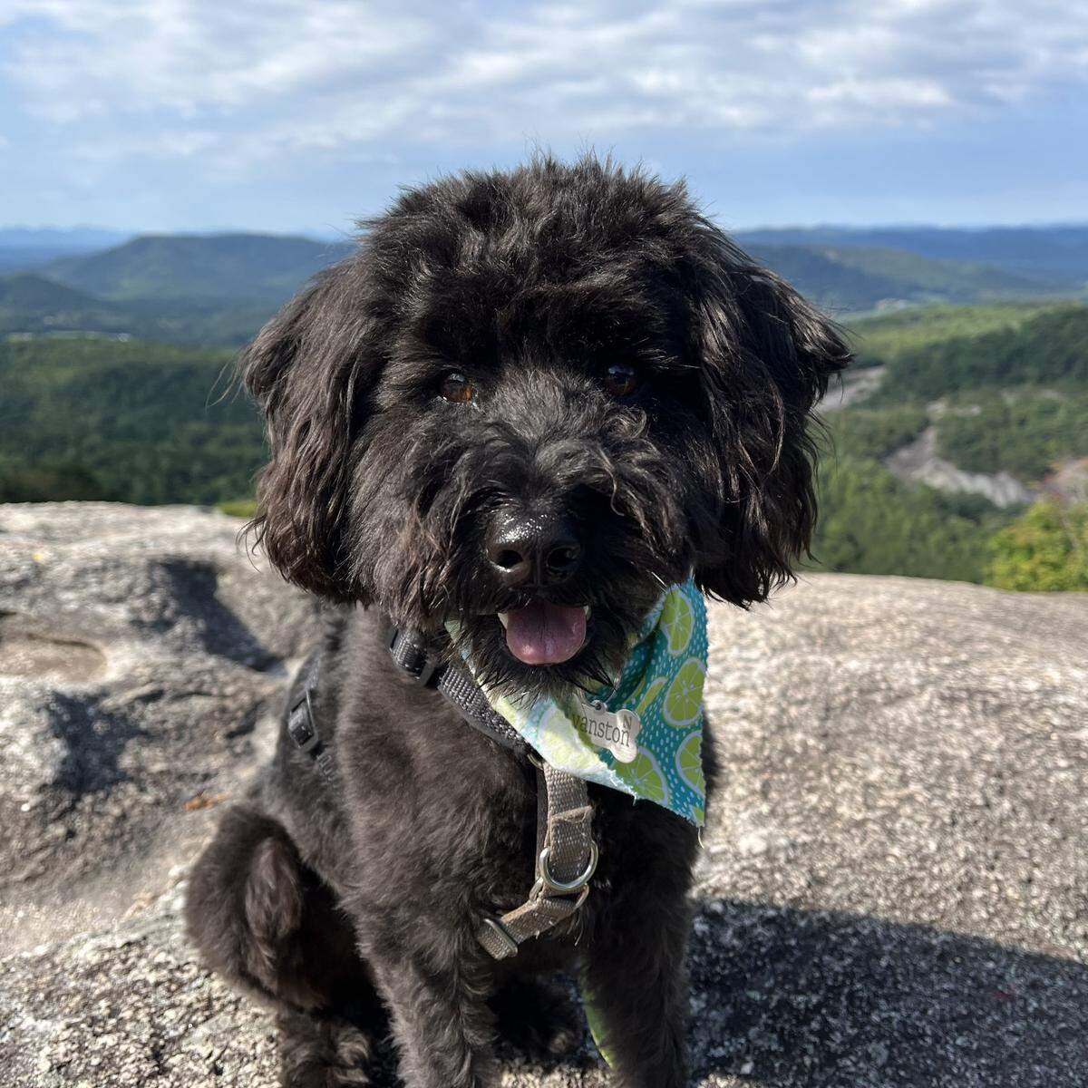 Evanston was named a finalist in The News & Observer’s “cutest dog in the Triangle” contest in fall 2024.