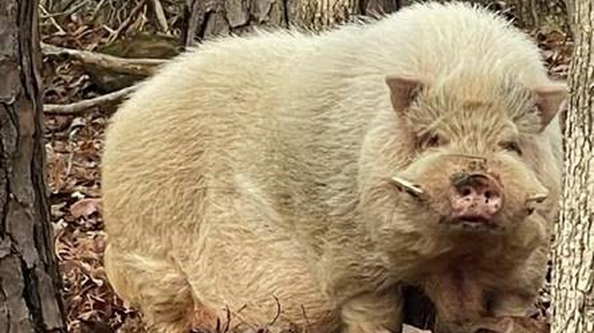 A wayward pig was on the loose in Efland, NC. Orange County Animal Services is trying to find it a new home after capturing it.
