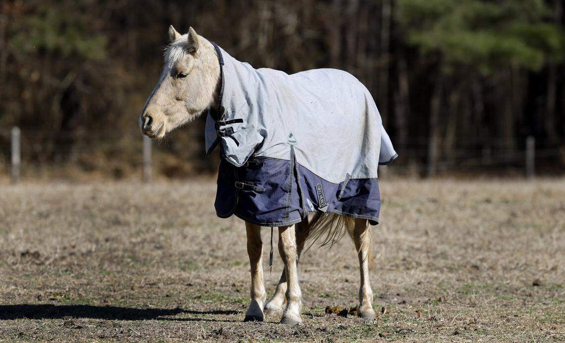 A horse stays warm at Cedarwood Equine in Durham, N.C., Friday, Jan. 16, 2026.