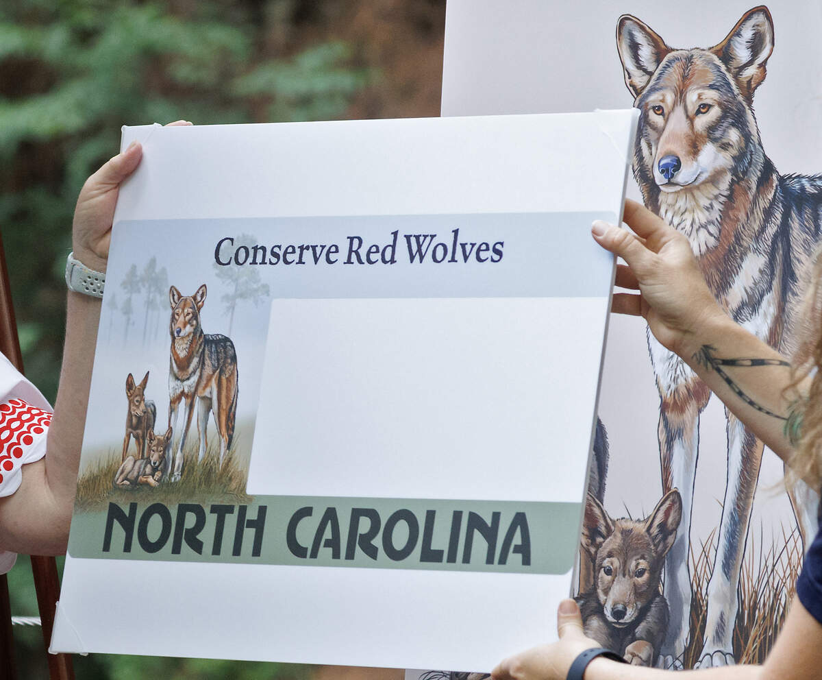Kim Wheeler and Heather Clarkson unveil the red wolf specialty license plate artwork during a ceremony at the Museum of Life and Science on Wednesday, June 24, 2026, in Durham, N.C.
