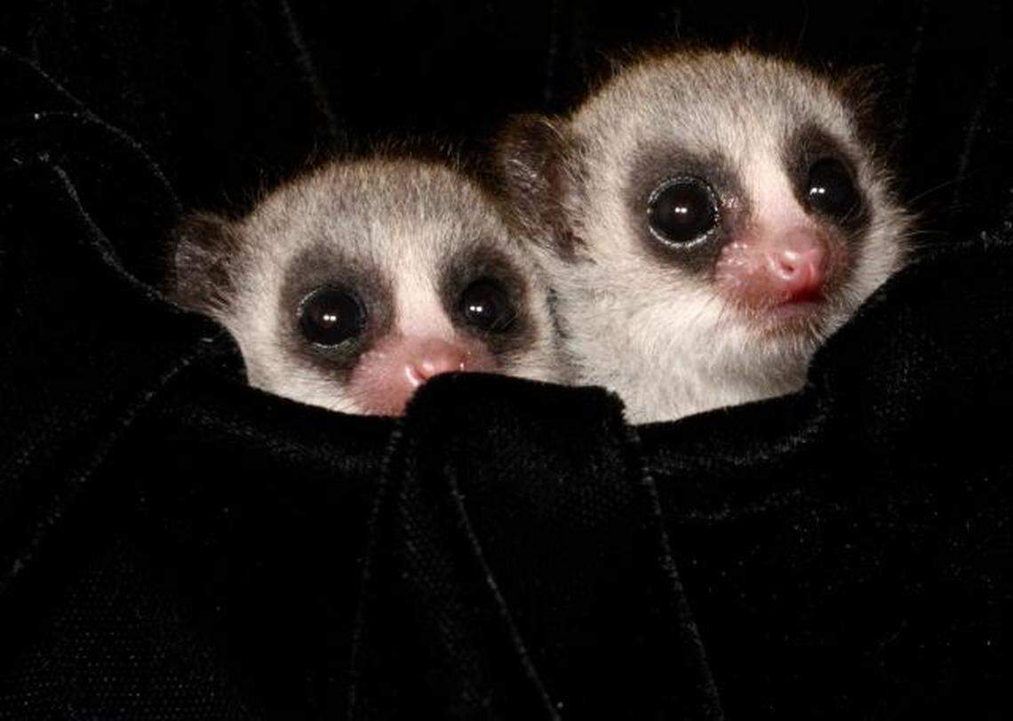 The triplet’s mother Mother Emu and her brother at 16 days old, around the same age the triplets’ portrait was taken.