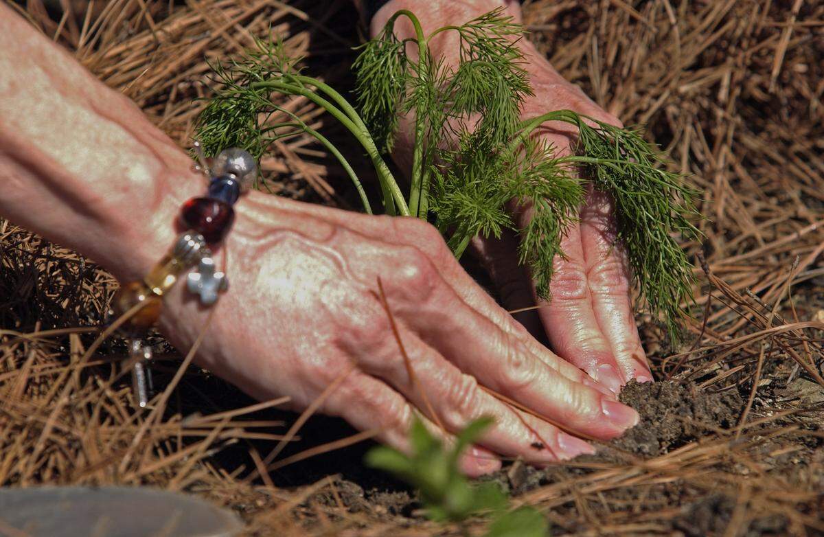 Dill is a perfect windowsill plant for beginners looking to add fresh herbs to their meals.
