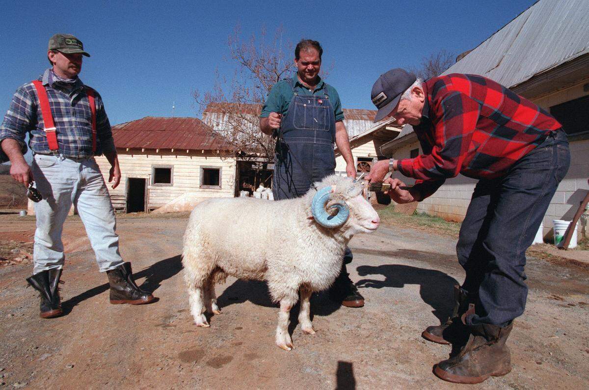 Bob Hogan paints the horns on Rameses, the UNC mascot on Dec. 2, 1994.