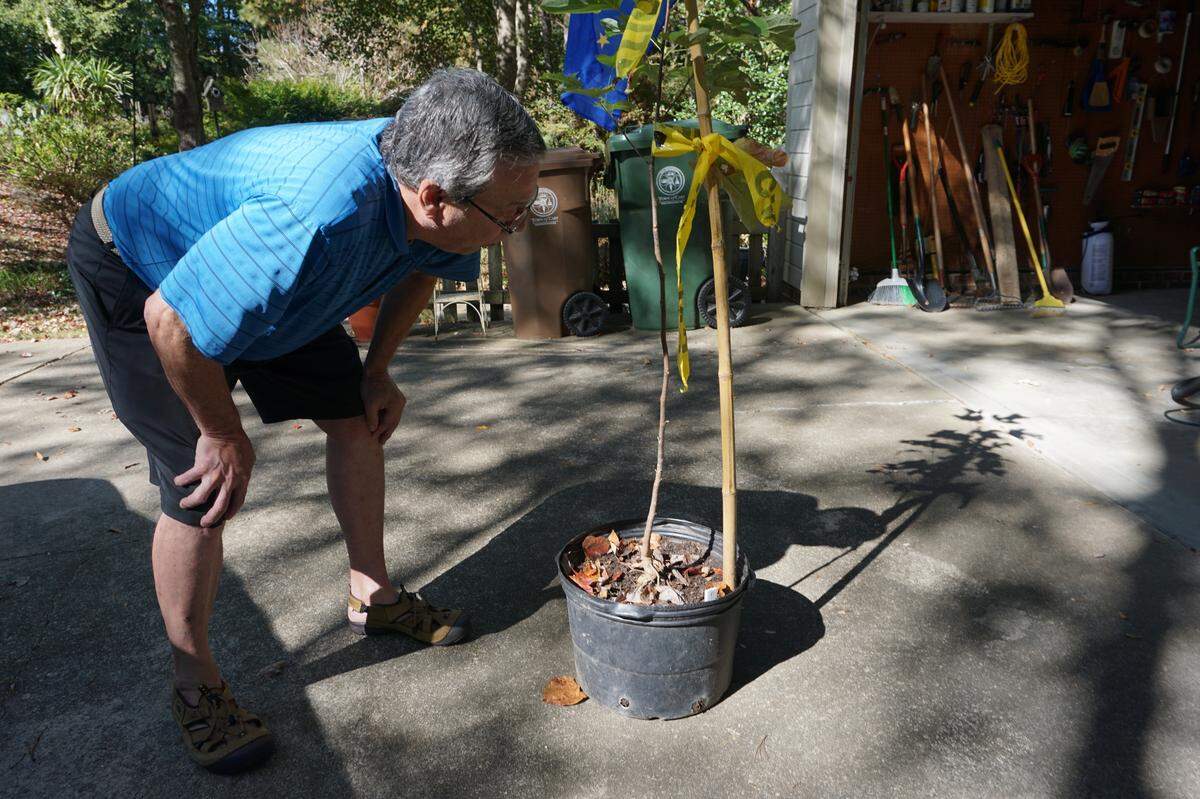 George McDowell photographed on Oct. 11, checking on the descendant of the Davie Poplar that he’s keeping at his house through winter. It will be planted at the Cary Tree Archive once it grows more.