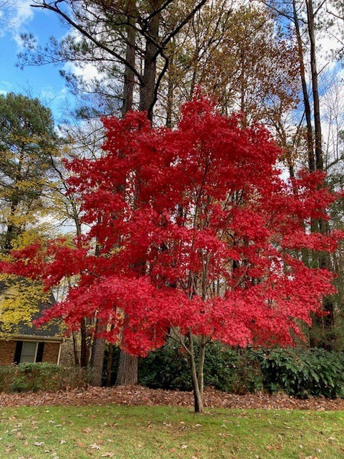 Reader Arthur Jackson’s favorite tree in the Triangle is in Raleigh.