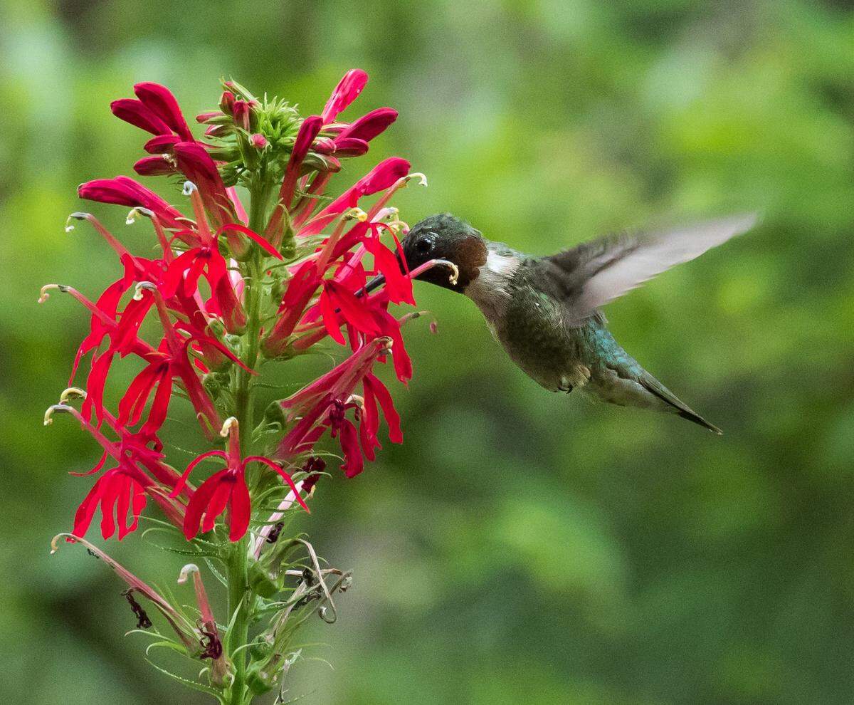 A male ruby-throated hummingbird, photographed in 2016.