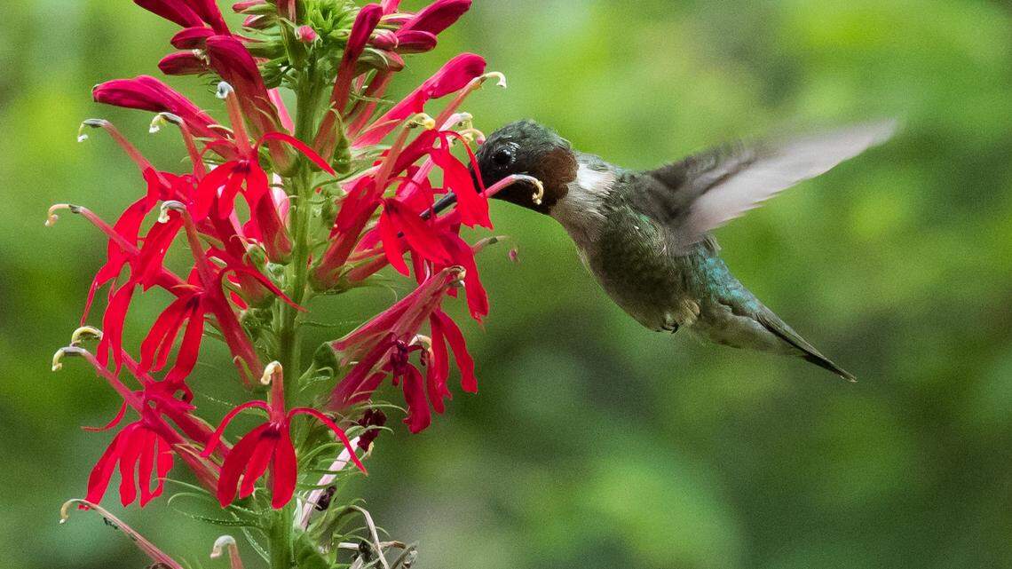 Ruby-throated hummingbirds returning to SC for spring 2024! Here’s when to put out your feeders