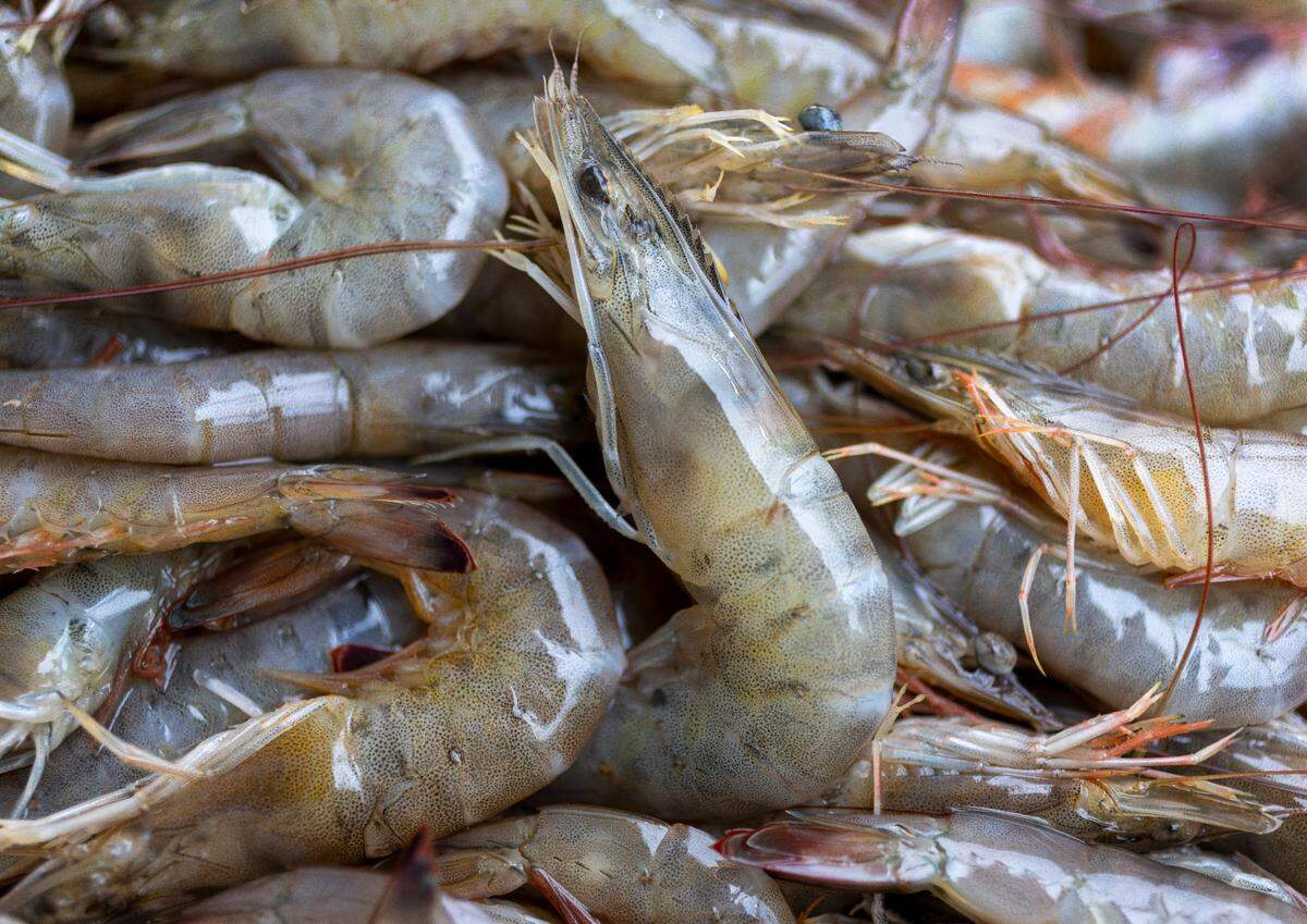 Capt. Billy Davis and his crew brought more than 10,000 pounds of shrimp caught in the Neuse and South rivers to the Davis Seafood fish house in Sneads Ferry on July 16.