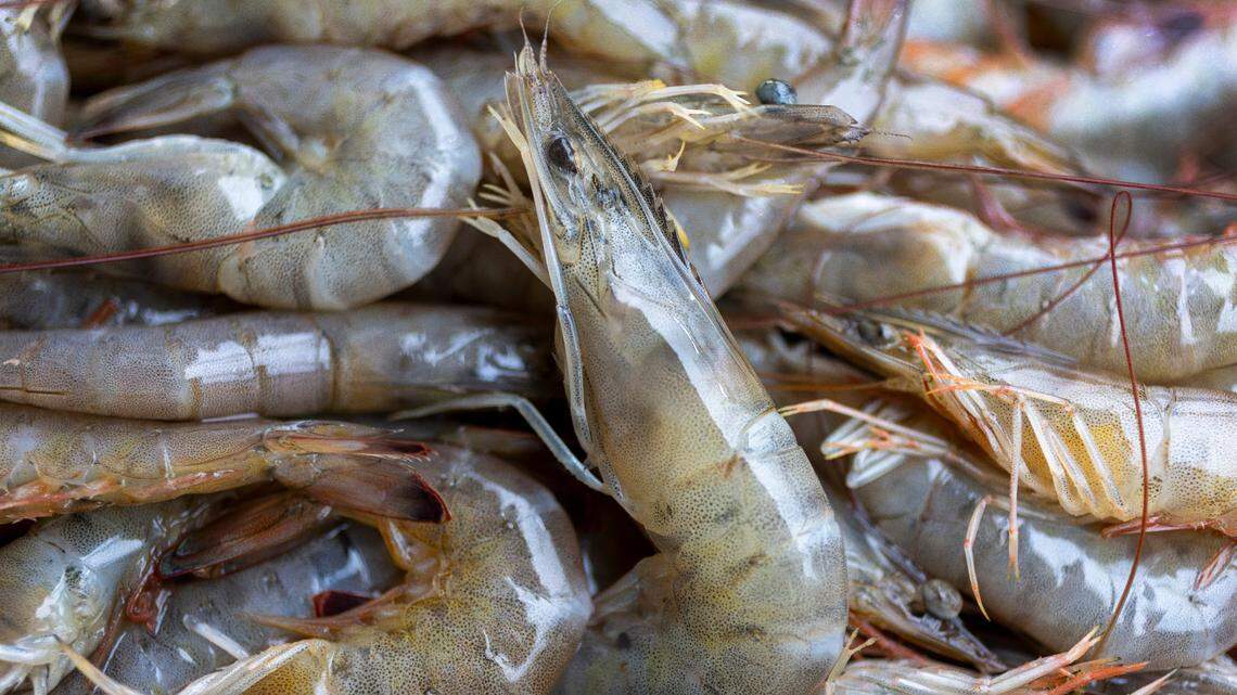 Foreign radioactive shrimp recall prompts Lowcountry push for local sourcing